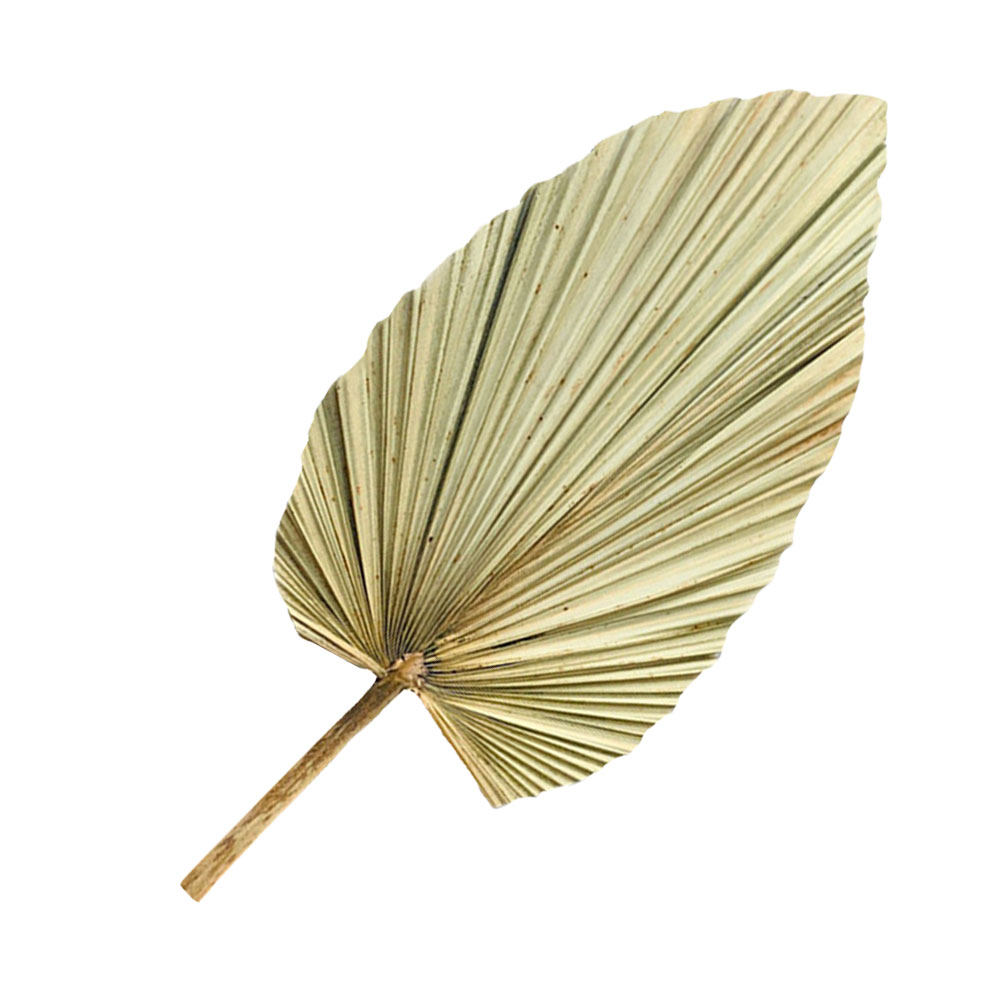 Palm Leaf Dried - 1 Adet Doğal Kurutulmuş Palmiye Yaprağı