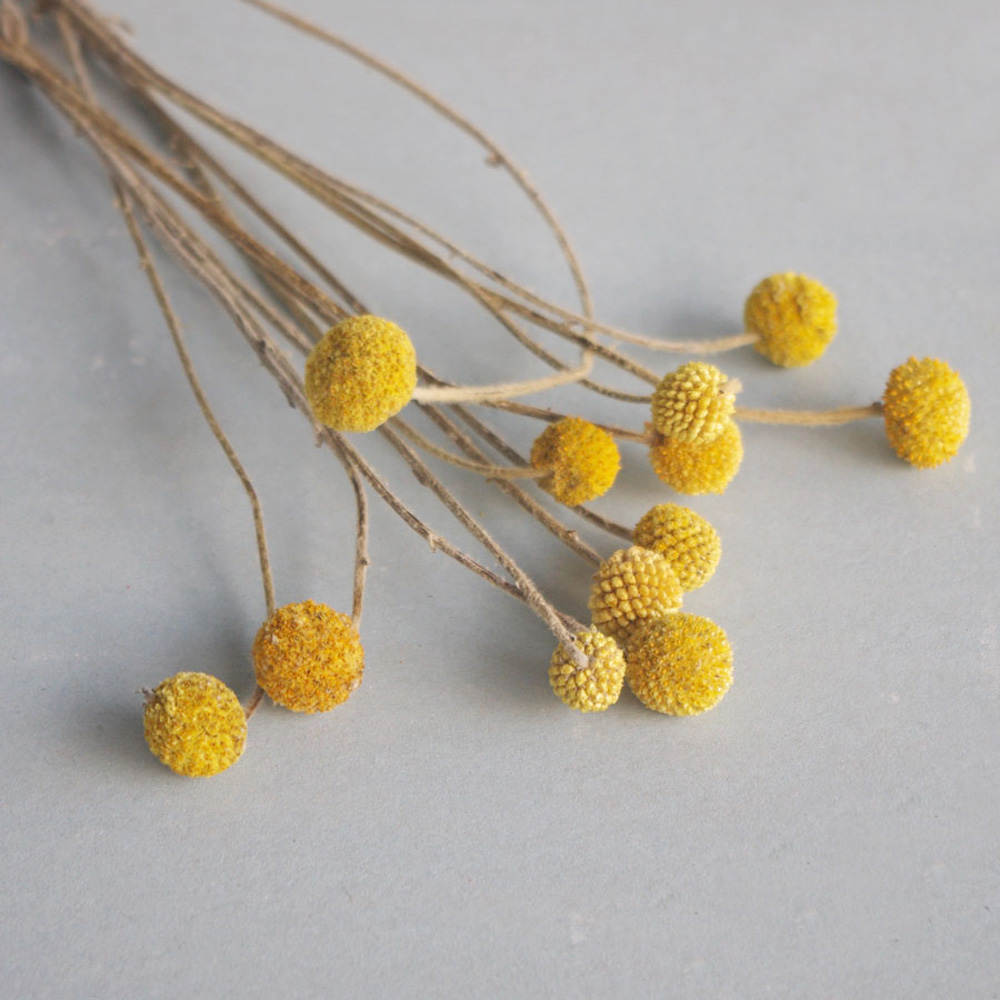 Dried Flower Bunch - 20 adet Doğal kurutulmuş Craspedia çiçek