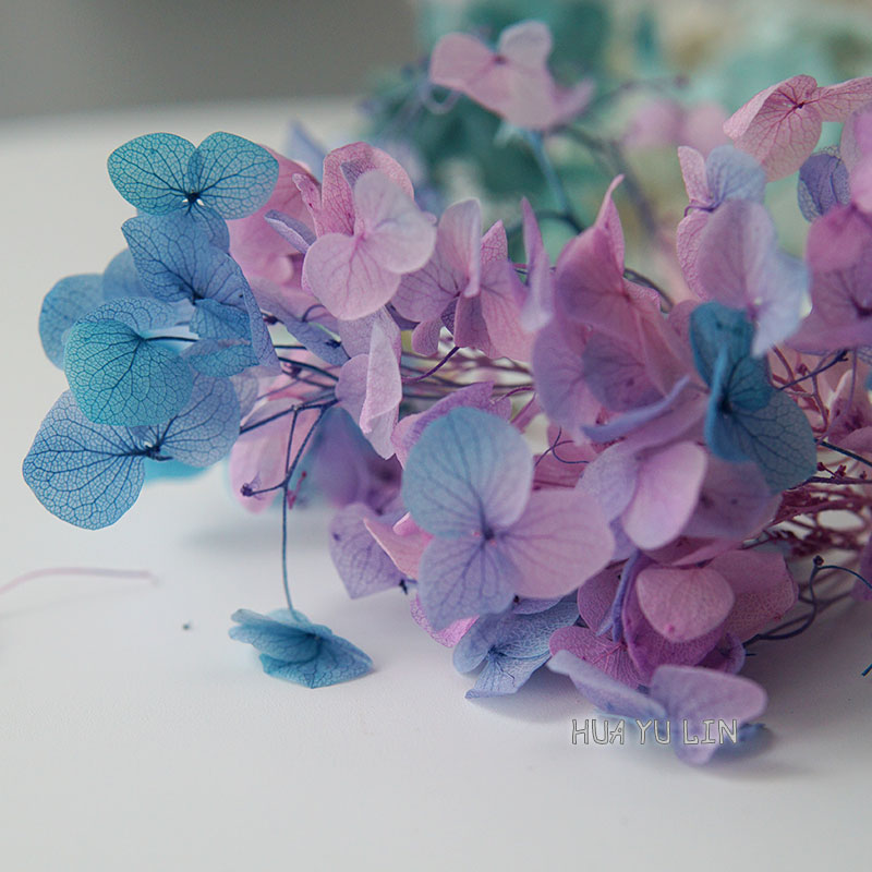 Dried Flower Bunch - Ombre Gradyanlı Kurutulmuş Korunmuş Ortanca Çiçeği