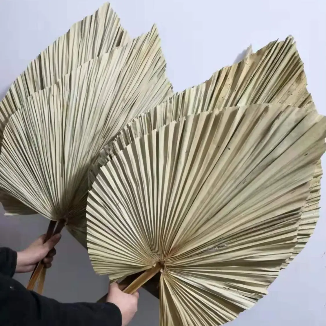Palm Leaf Dried - Doğal Kurutulmuş Palmiye Yaprakları, Kendin Yap