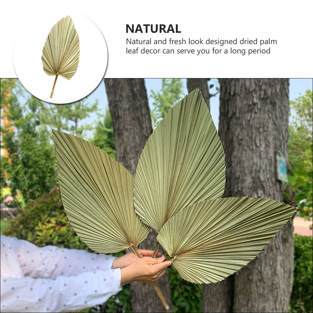 1 Adet Doğal Kurutulmuş Palmiy - Palm Leaf Dried incelemesi ve fiyatı