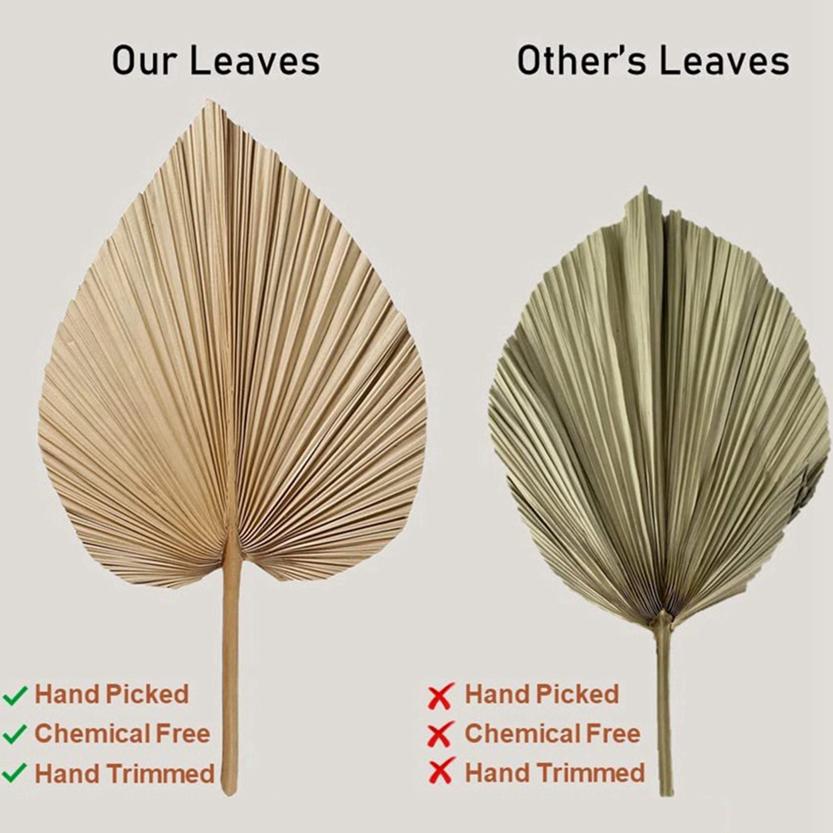 8 Parça Doğal Kurutulmuş Palmi - Palm Leaf Dried incelemesi ve fiyatı
