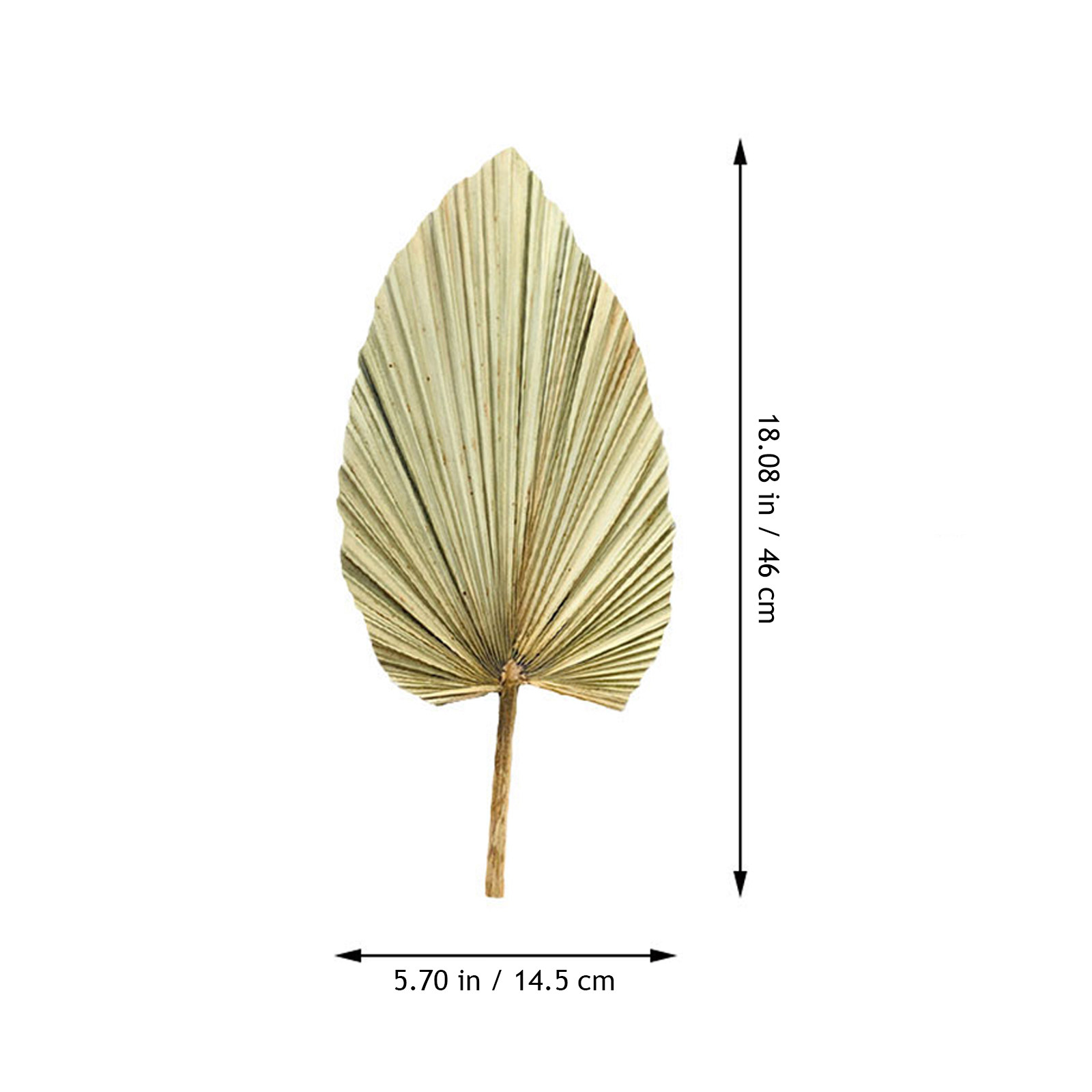 1 Adet Doğal Kurutulmuş Palmiy - Palm Leaf Dried incelemesi ve fiyatı
