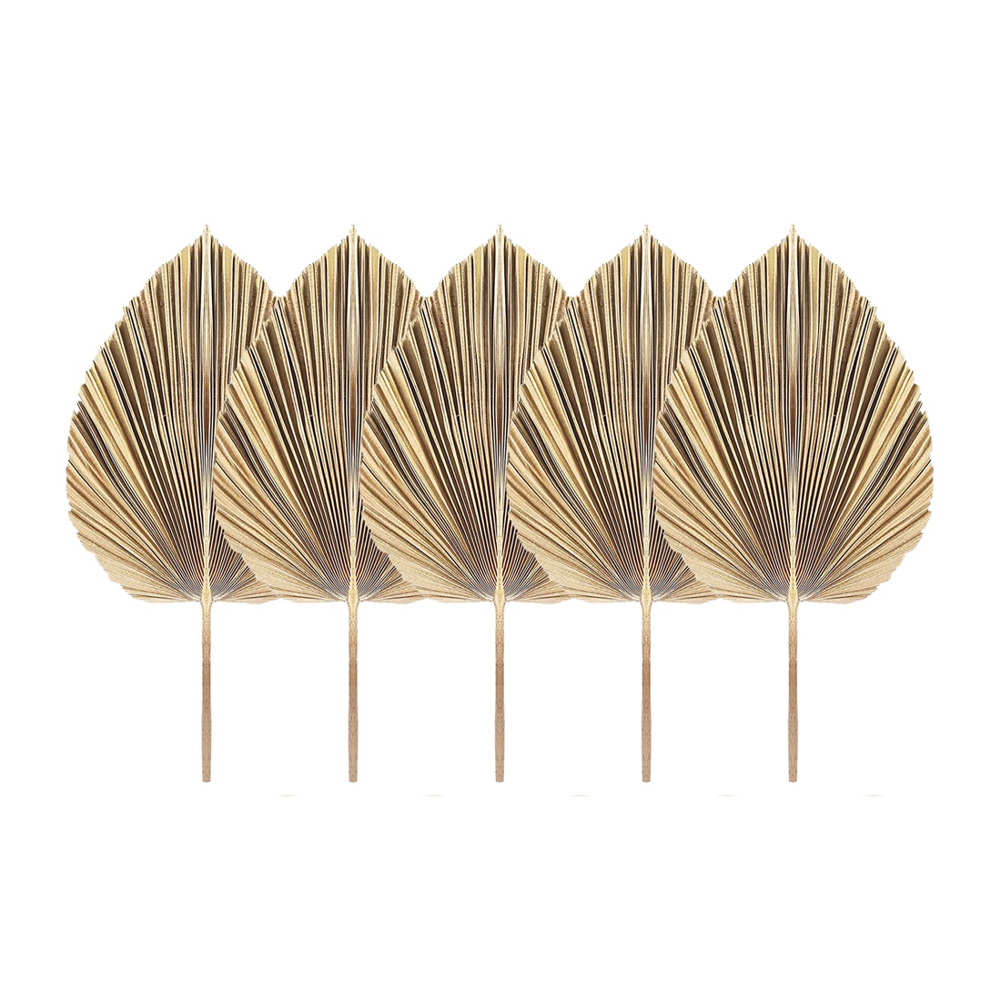 5 Adet Doğal Kurutulmuş Palmiy - Palm Leaf Dried incelemesi ve fiyatı