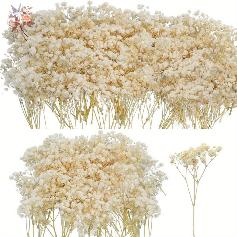 Mini Kurutulmuş Gypsophila Çiç - Dried Flower Bunch incelemesi ve fiyatı