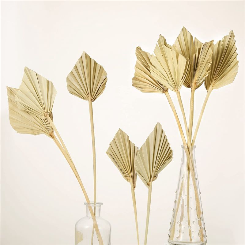 ABYN-Boho Kurutulmuş Palmiye S - Palm Leaf Dried incelemesi ve fiyatı