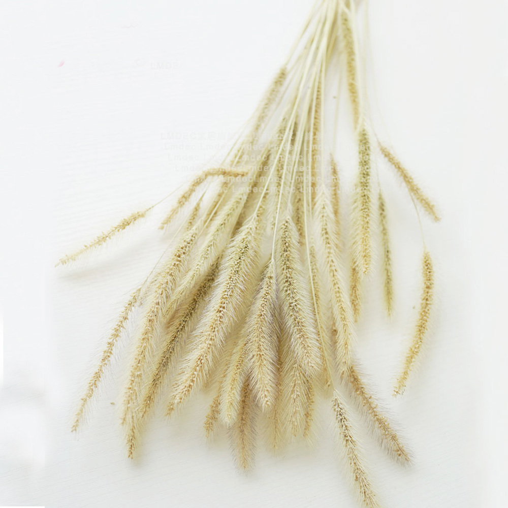 200 adet doğal kurutulmuş Lagu - Dried Flower Bunch incelemesi ve fiyatı