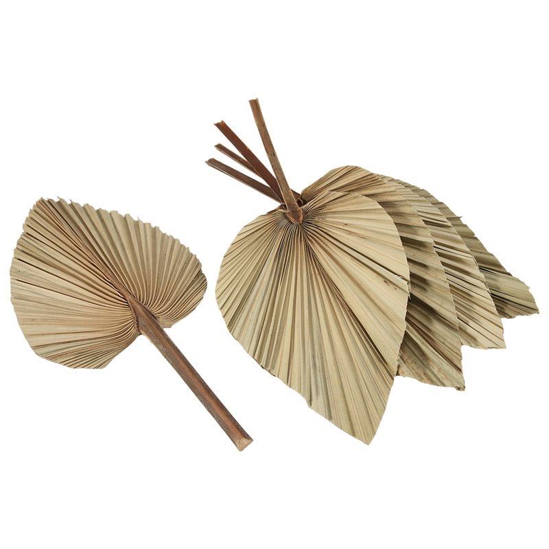 SEWS-5 Adet Doğal Kurutulmuş P - Palm Leaf Dried incelemesi ve fiyatı