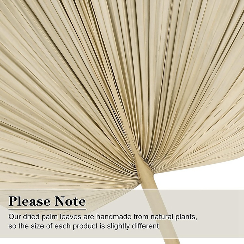 Yeni 6 ADET Kurutulmuş Palmiye - Palm Leaf Dried incelemesi ve fiyatı
