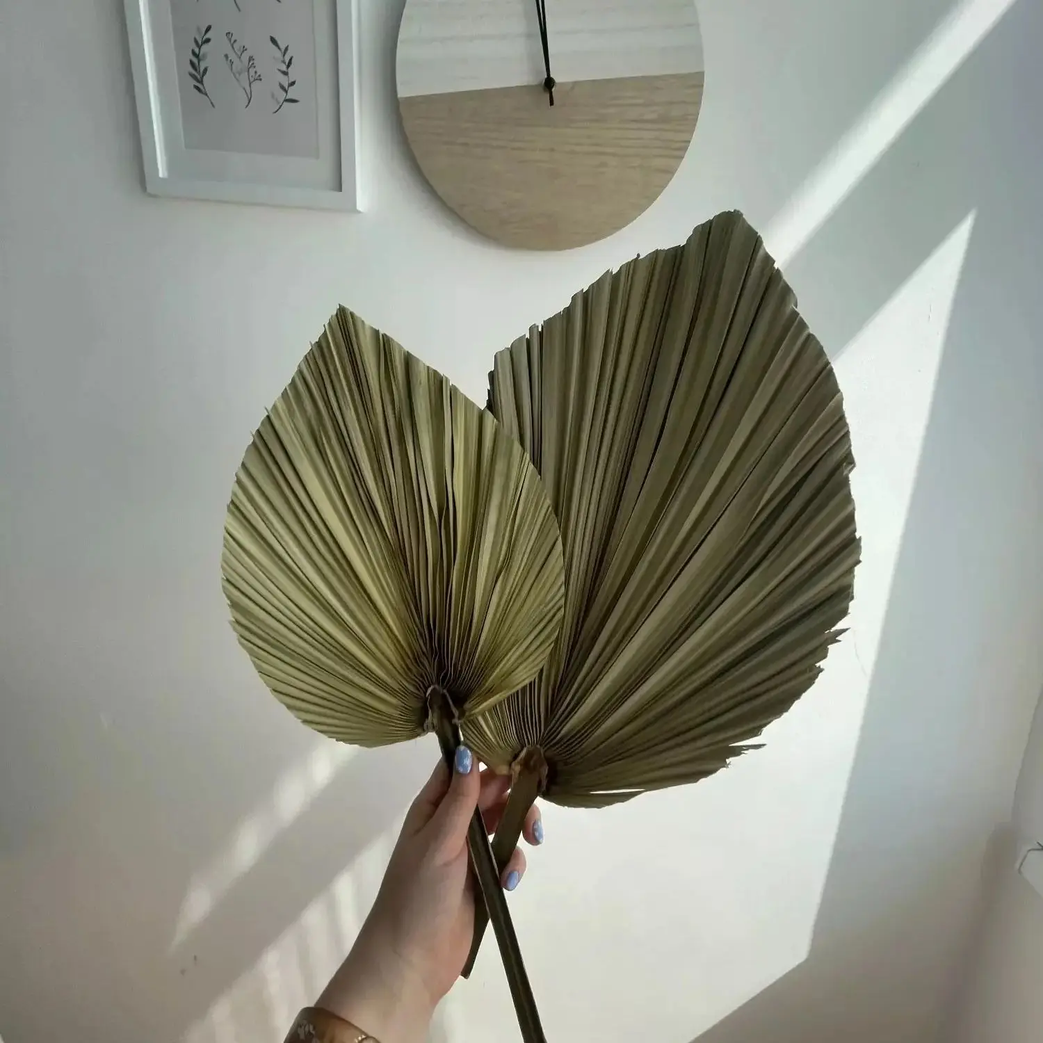 Doğal Kurutulmuş Palmiye Yapra - Palm Leaf Dried incelemesi ve fiyatı