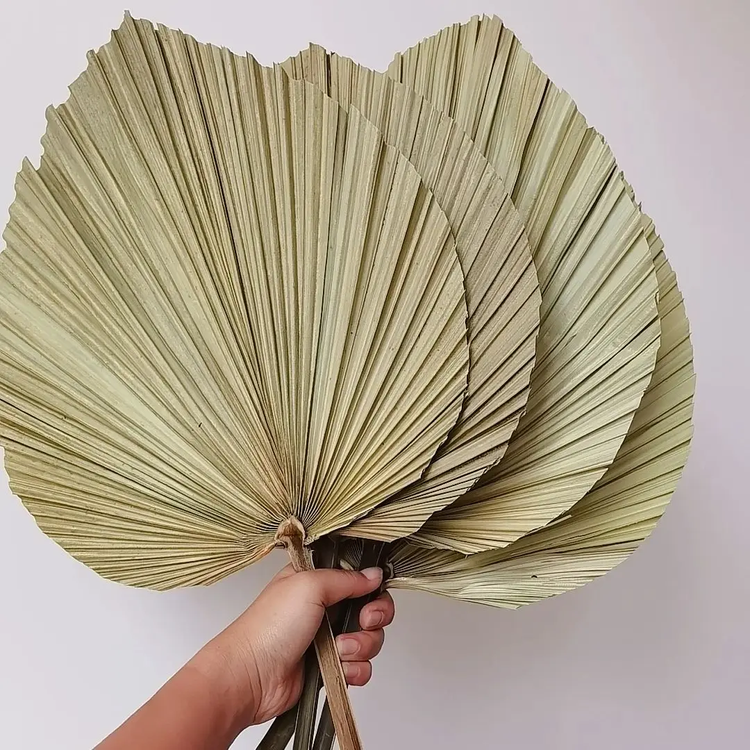 Doğal Kurutulmuş Palmiye Yapra - Palm Leaf Dried incelemesi ve fiyatı