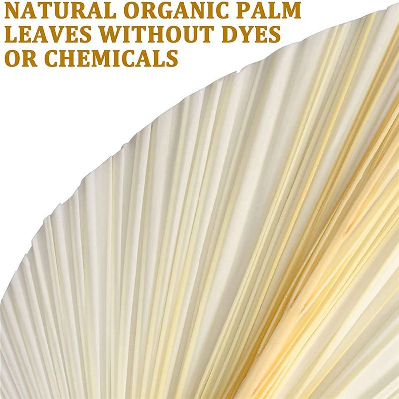 Büyük Beyaz Kurutulmuş Palmiye - Palm Leaf Dried incelemesi ve fiyatı